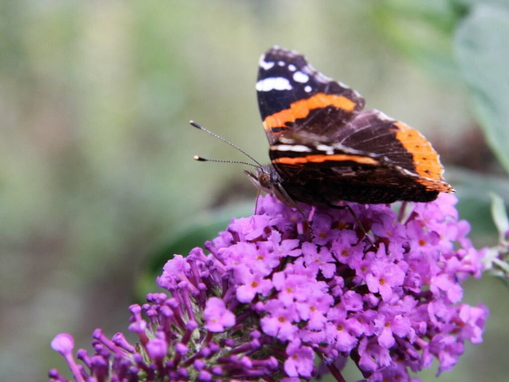 Buddleia met Atalanta