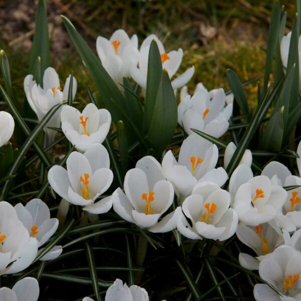 bloembollen in de tuin