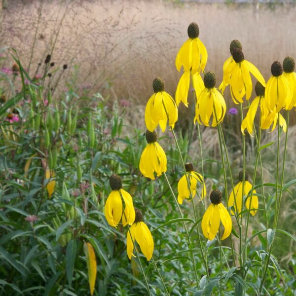 Foto uit Plantwijzer