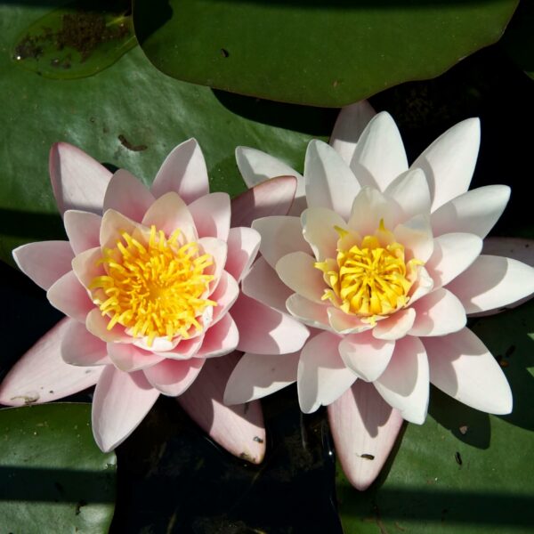 waterplanten