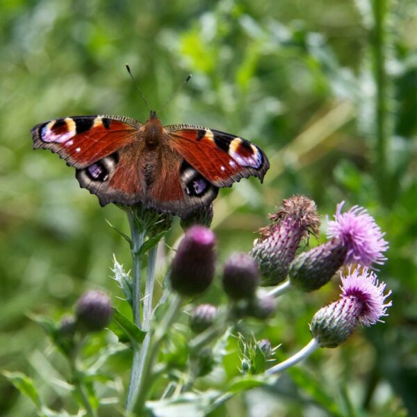 Foto uit het tuinboek 'Plantwijzer'