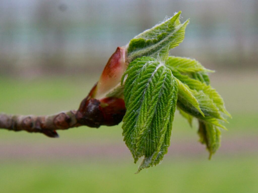 Lente