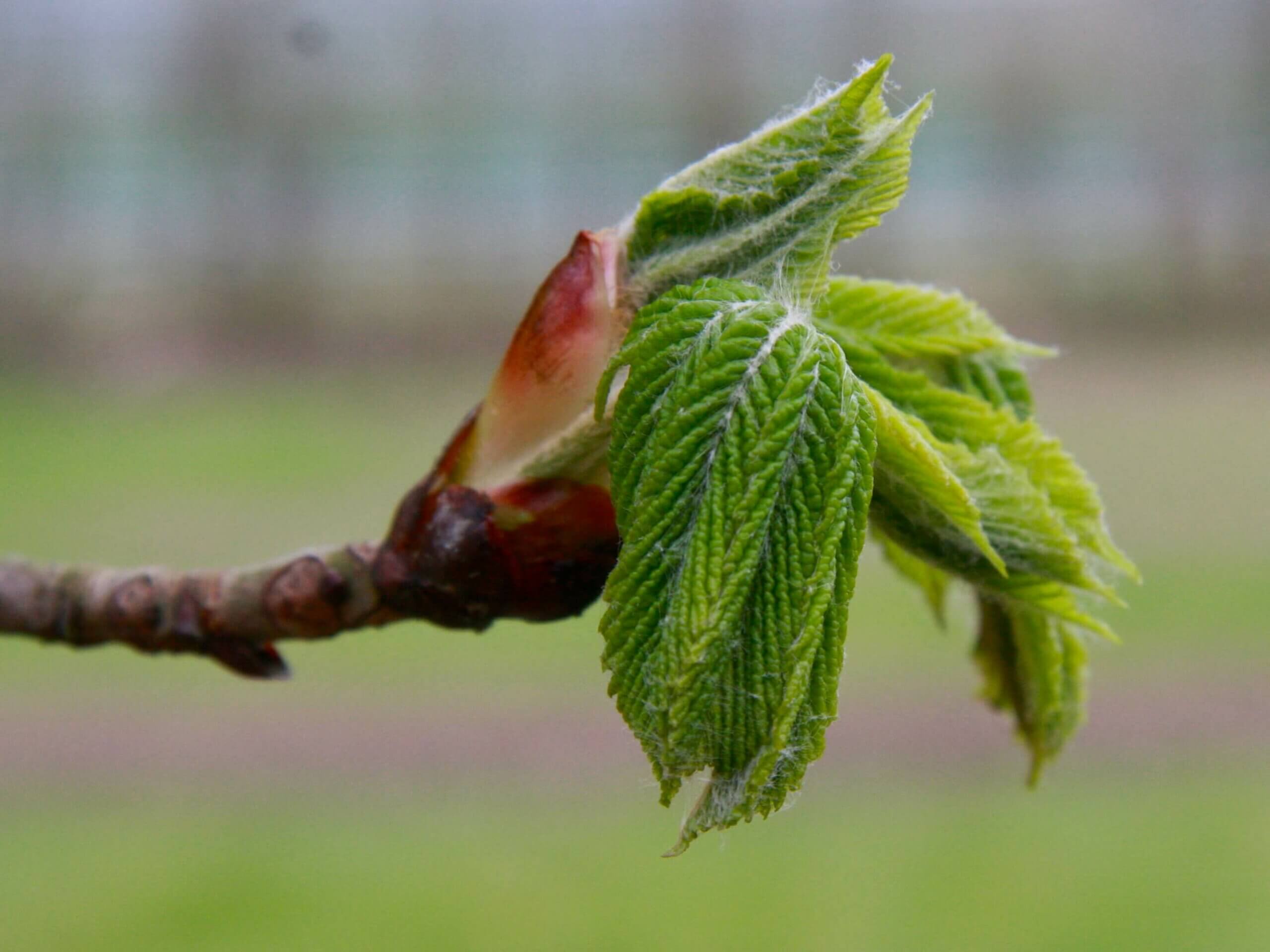Lente