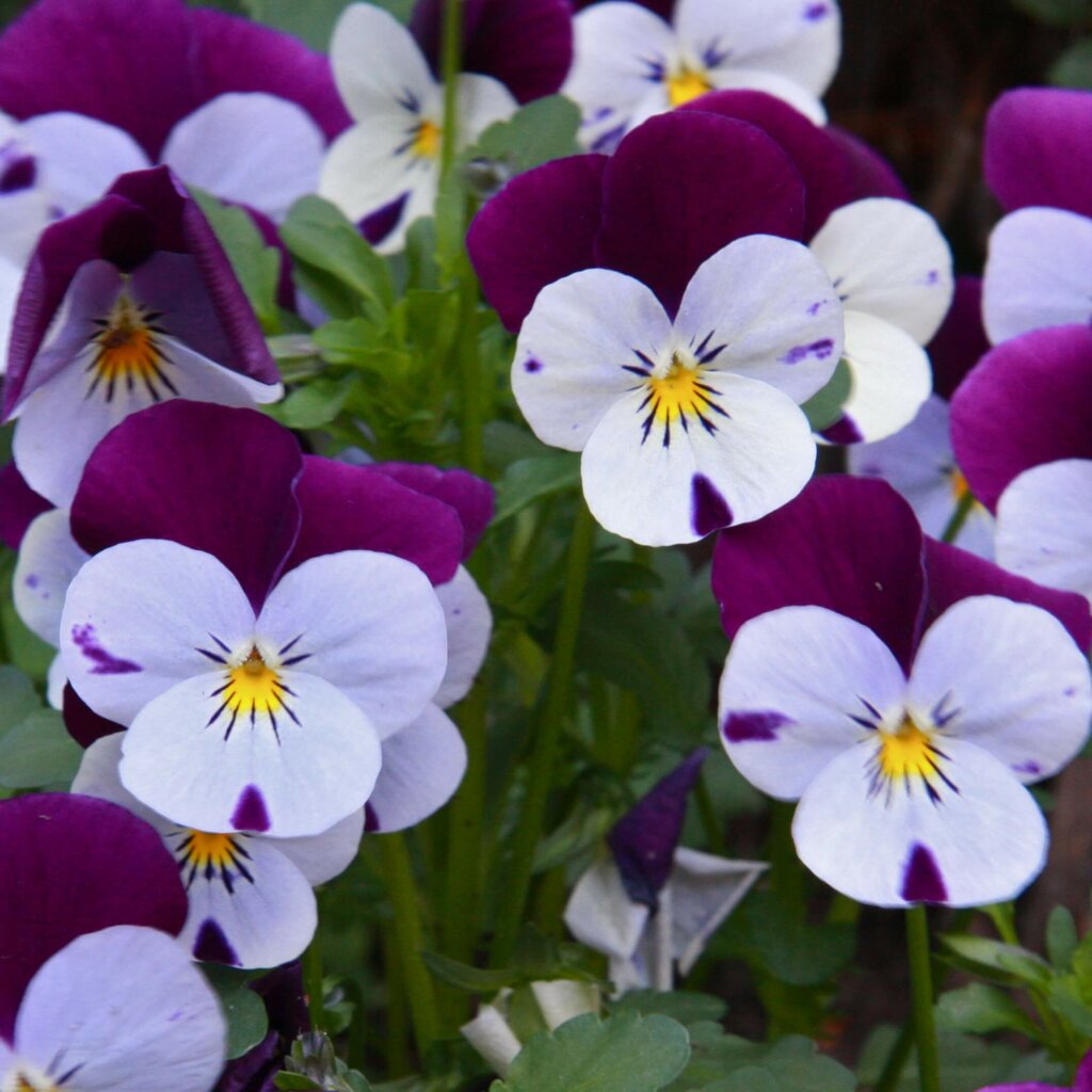 viooltjes