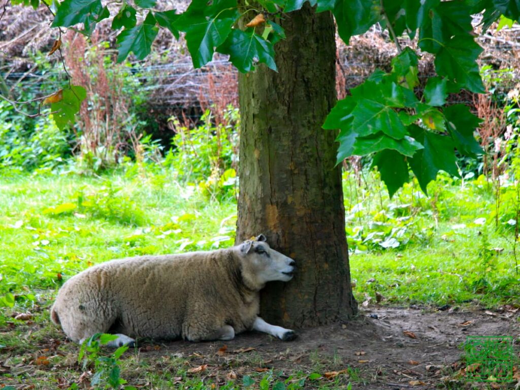Schaap onder Plataan